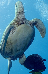 Sipadan_2015_Tortue Franche_Chelonia mydas_IMG_3275_rc